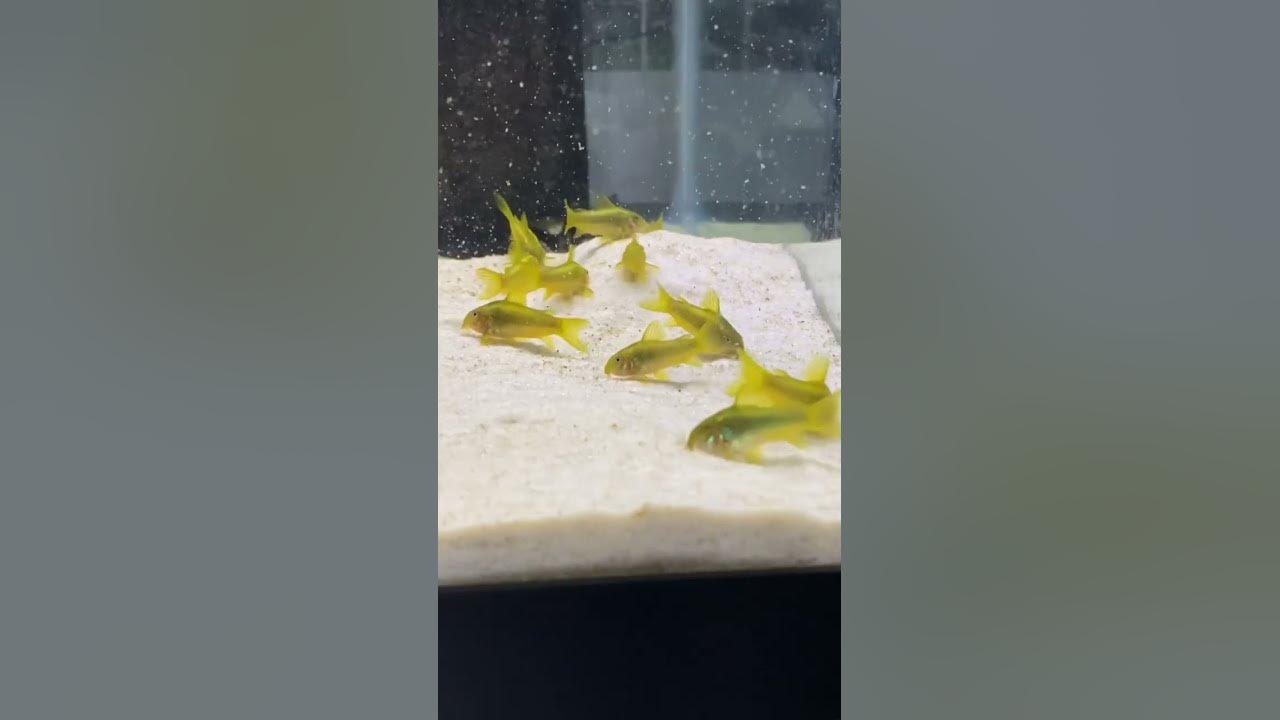 Green Laser Corydoras. #Corydoras - YouTube