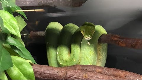 Green tree pythons Live from Pedro Caixinha