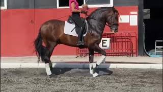 Beautifully presented 5 yo PRE stallion 165cm PIRO FREE