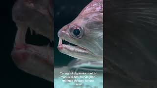 Fakta Unik Ikan Vampir (Payara) #IkanVampir #Payara #FaktaIkan #PredatorAirTawar #VampireFish #ikan