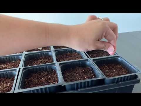 Let S Plant Seeds Lemongrass Lavender 種まきしよう レモングラス ラベンダー Youtube
