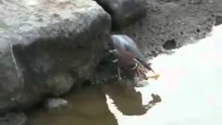 crab traps for fishing poles Best Trap for Catching Crabs from Shore