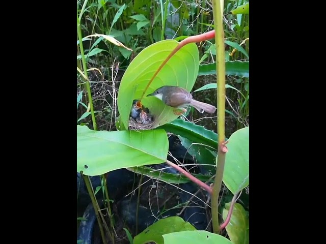 Watch Bird with little babies #craft #asmr #slime #shorts on YouTube Watch Bird with little babies #craft #asmr #slime #shorts on YouTube