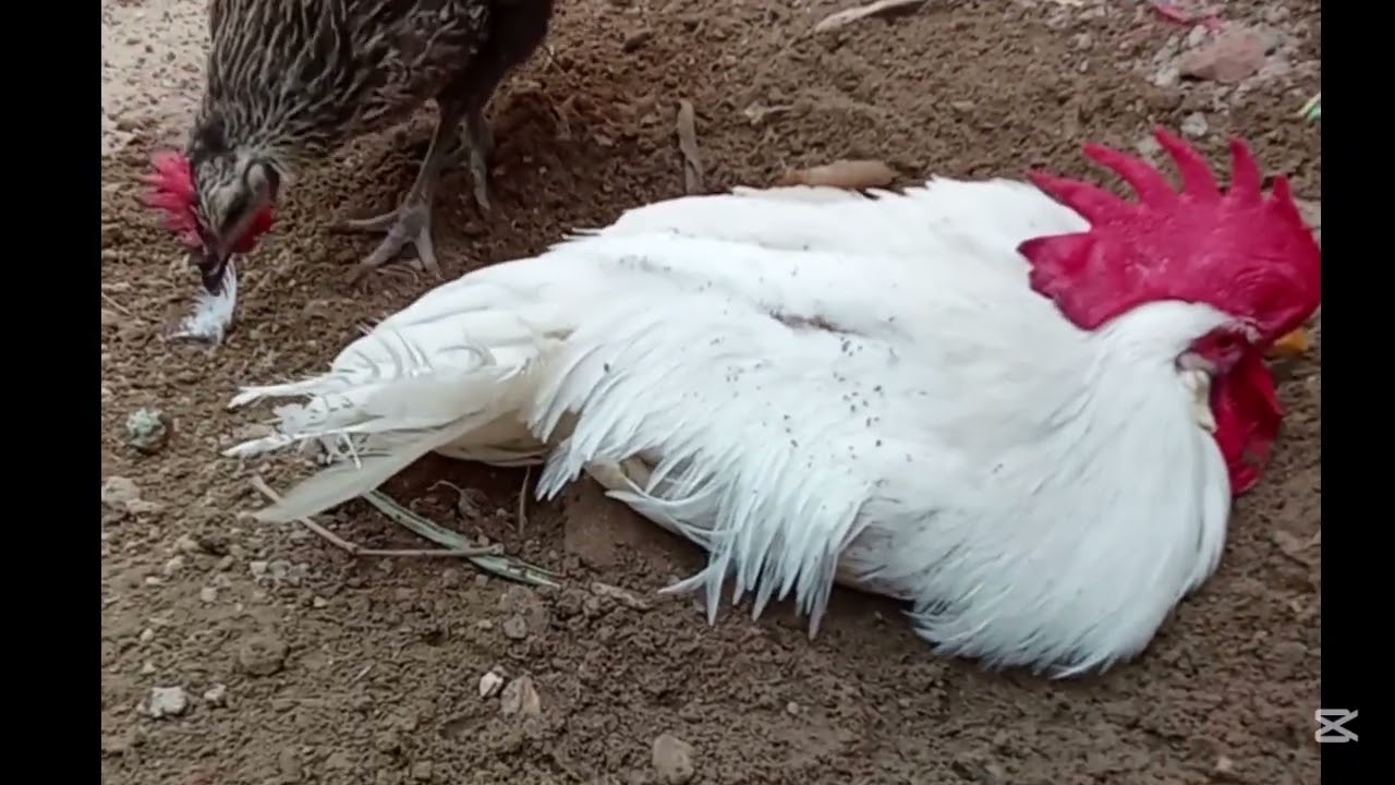 Beautiful white Chicken and black hen enjoy the weather and soil | Rooster | enjoy in sunlight