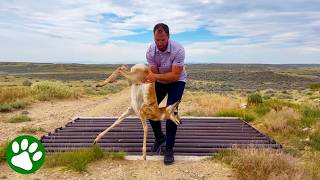 Pronghorn Desperately Stuck – What Happens Next Will Amaze You