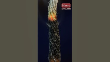 Blowing Out A Candle Close-Up! #closeup #macro #asmr #zoom