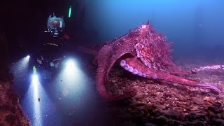 Octopus -  An Alien Among Us