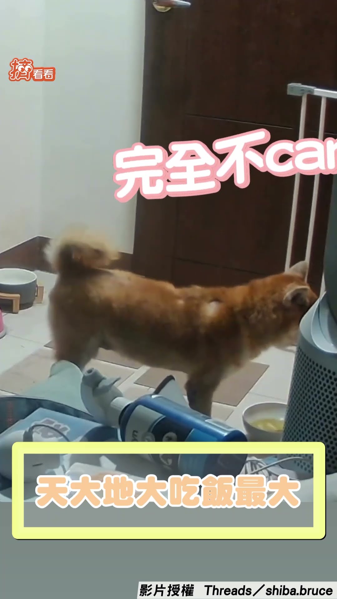 柴柴低頭狂嗑飯! 地震狂搖只顧吃飼主笑: 對吃執著｜TVBS新聞@TVBSNEWS01