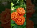 short video #rose#🌹🥀🌷⚘️🌱❤