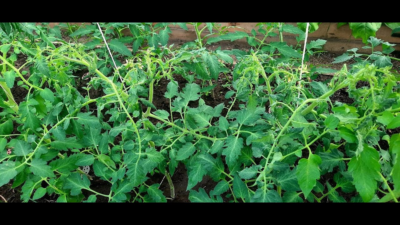 ВАЖНО КРУТИТ ВЕРХУШКИ ТОМАТОВ ОПАСНО ИЛИ НЕТ ЧТО ДЕЛАТЬ - YouTube