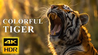 Colorful Tigers Collection | 4K HDR 60FPS ULTRA HD by Nature Animals Film 90 views 9 hours ago 3 hours, 26 minutes