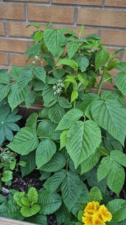 grow-bed-in-mid-may-uk-flowers-raspberries-violet-youtube