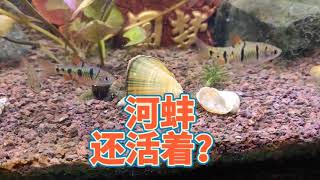 你魚缸裏淨化水質的河蚌還活著嗎？ 夏季魚缸養河蜆容易死亡的原因