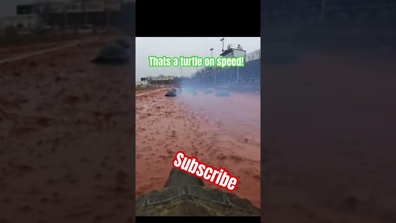 Это черепаха на скорости 