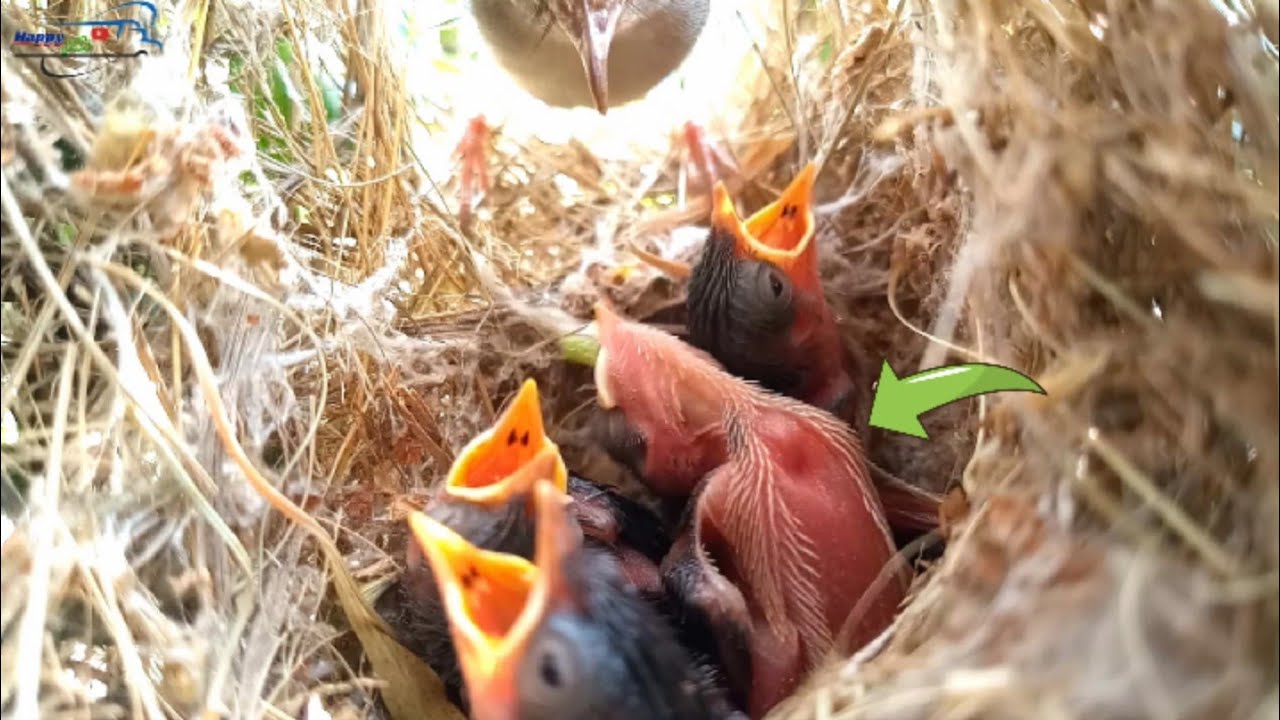 The baby bird is lying down to eat