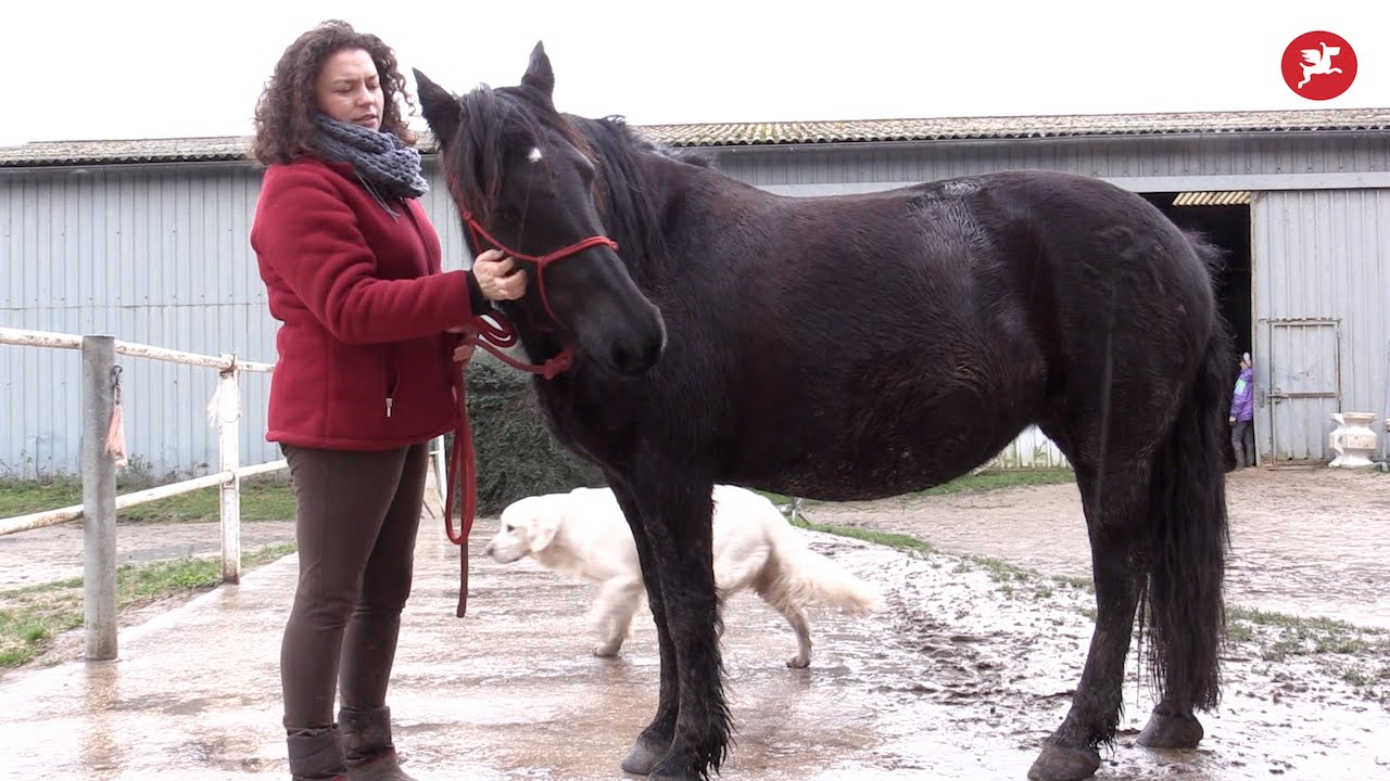 Can équi'thérapie, la médiation animale à votre service