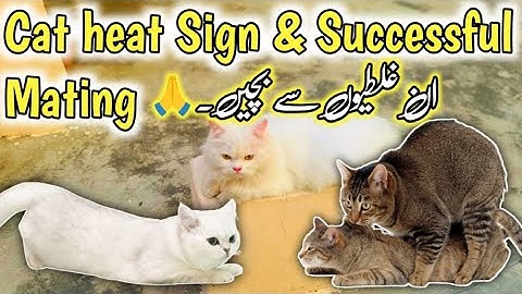 All about cat heat & Matting | Don’t do these Mistakes When cat in Heat cycle | Stop cat heat Cycle