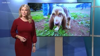 Meet Albert the Bloodhound - San Diego County Sheriff's Department