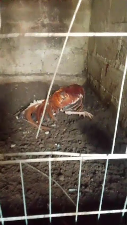 Nasib sial memang tidak ada di kalender,baru 1 hari mengawinkan sudah mati teraniaya ayam tetangga🥲