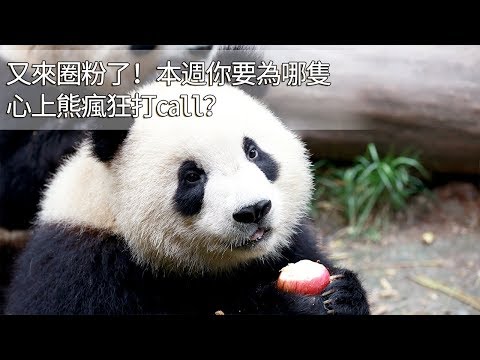《當熊不讓》又來圈粉了！本週你要為哪隻心上熊瘋狂打call？ | iPanda