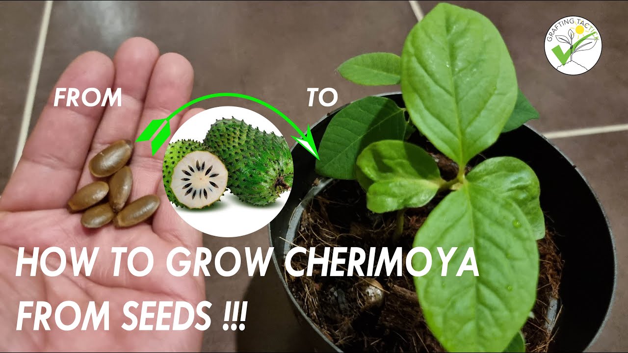 How to Plant Cherimoya Seeds: Easy Steps for Thriving Trees