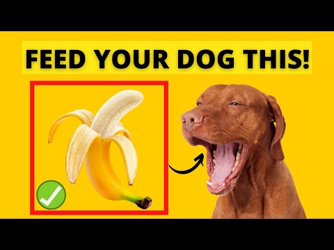 فيديو: 10 أغذية بشرية لمشاركتها مع الكلب الخاص بك