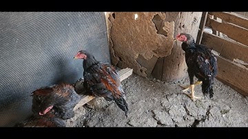 Update menyuam qaib ej Simba 5/03/2025