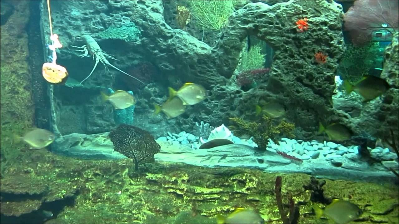 Парк ривьера сочи океанариум Парк ривьера сочи океанариум
