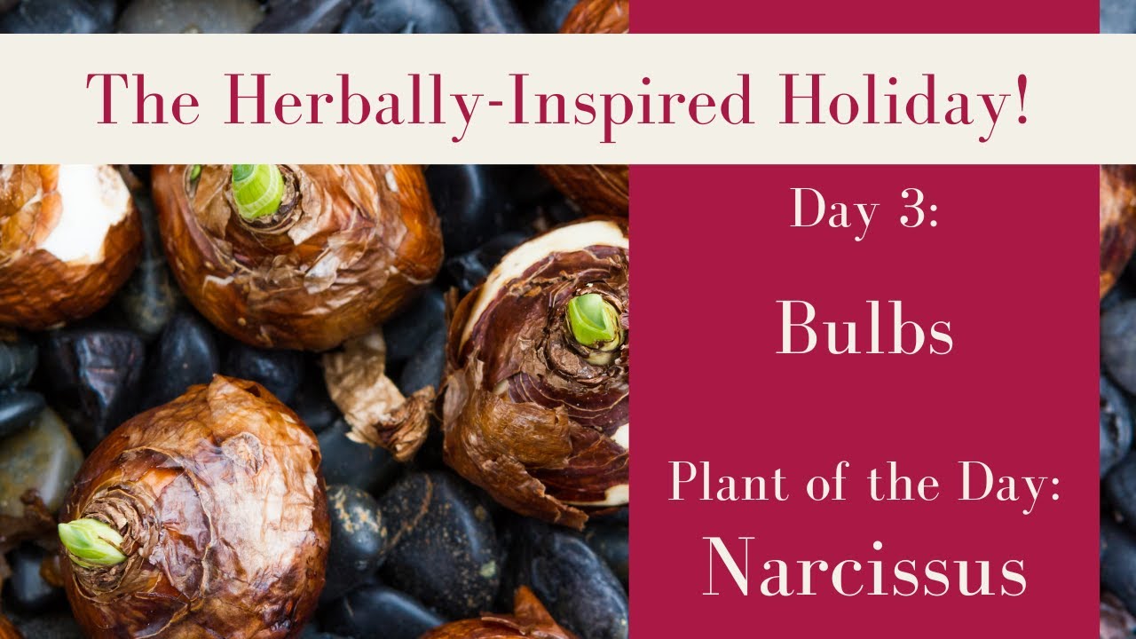 Herbal Holiday Day 3! | Living bulbs for decor and gifting.