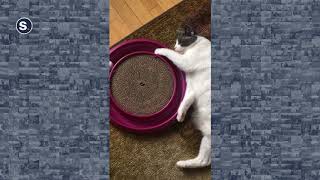 Lazy Cat Gives Her Best Attempt at Ball Catching Game screenshot 5