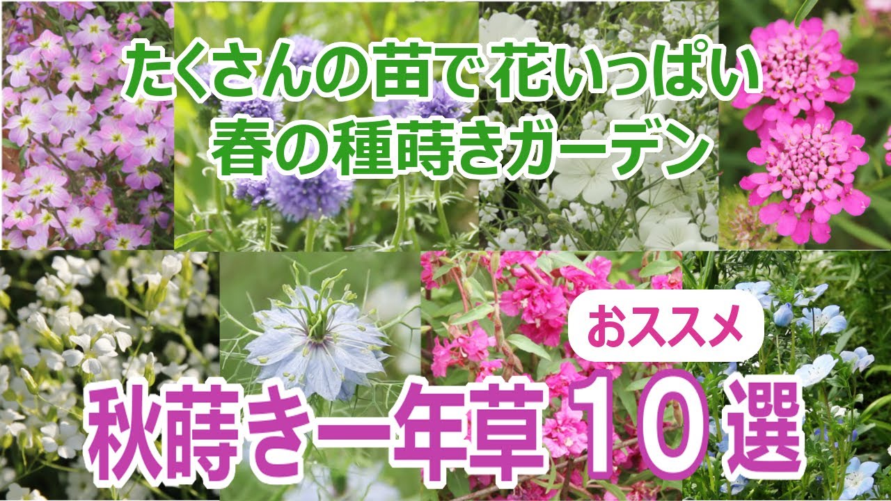 秋蒔き一年草 オススメ１０選 たくさんの苗で春の庭を花いっぱいに 種蒔きガーデン 育てやすくキレイな花が咲く Youtube