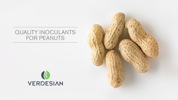 An Inoculant Can Maximize Your Peanut Yield And Your Bottom Line