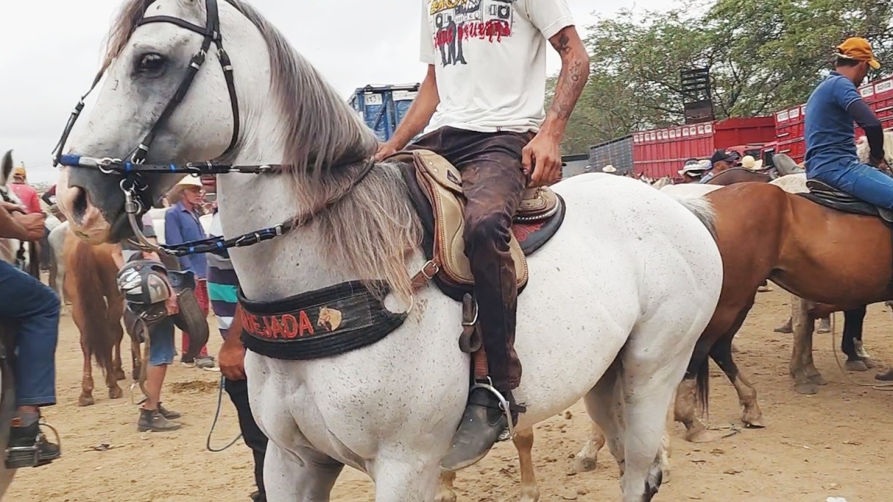 FEIRA DE CAVALOS EM CARUARU-PE  27-01-2026 #nordeste