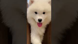 "A bundle of fluff and joy! 🐾🎉" #dog #funnyanimals #shorts