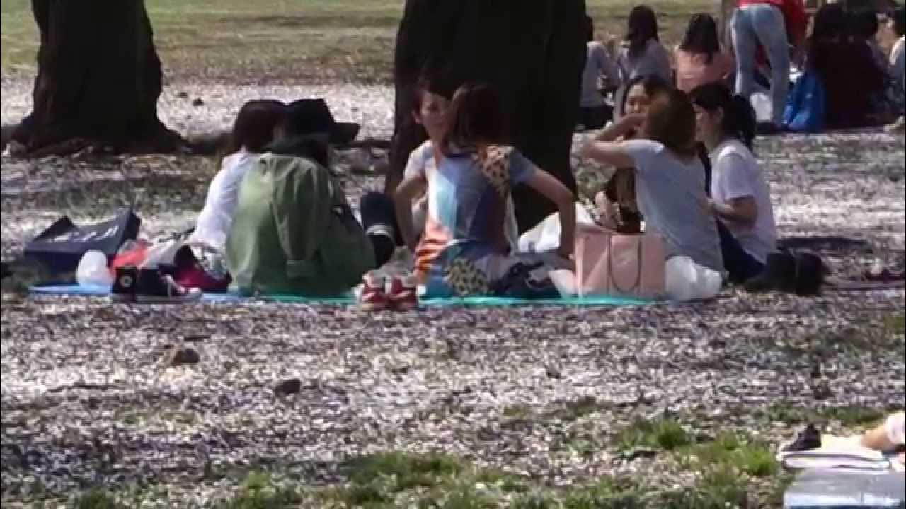 花見パンチラ 代々木公園の桜 お花見の女子会 ２０１５．４．６ - YouTube