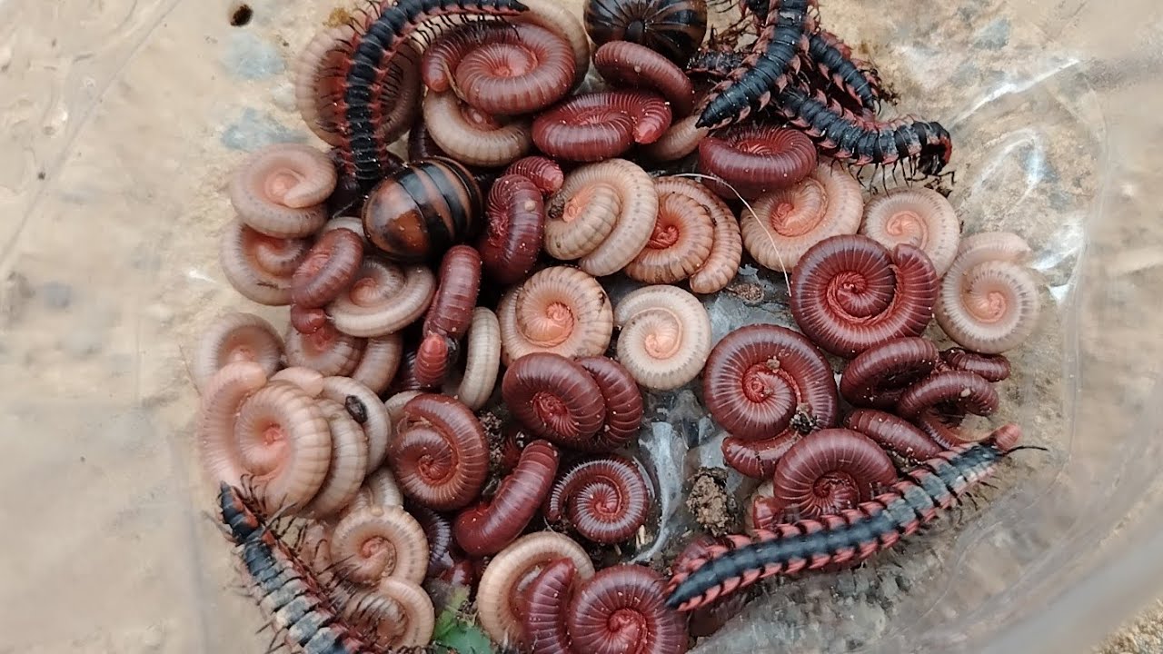 Catching Tiny Creatures Under the Palm Tree. Ep 1