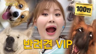 What happens when you spend 50 million won on a puppy? {Pet dog VIP} | Sangpalja ep.6