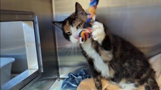 Adopt Patches at Dakin Humane Society