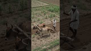 problem of farmers in india