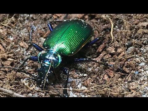 The Fiery Searcher, a Beautiful Predatory Beetle!