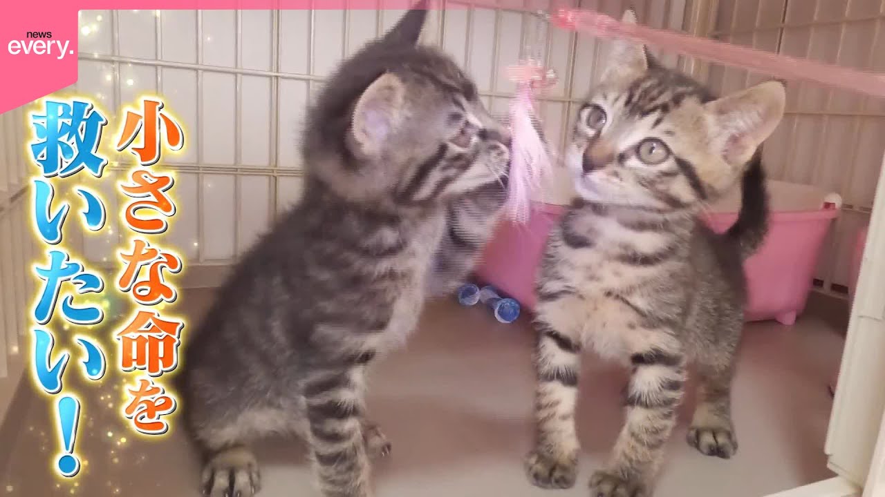 【密着】子猫の命を救いたい！はじめてのミルクボランティア『every.特集』