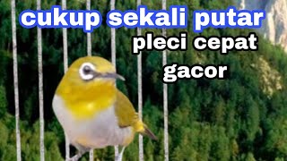Pleci Ngeriwik Agar Cepat Gacor parah Cukup Sekali Putar