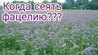 КОГДА СЕЯТЬ ФАЦЕЛИЮ?  ПОСЕВ ФАЦЕЛИИ НА МЕДОНОС.  ФАЦЕЛИЯ. ВСЕ О ФАЦЕЛИИ. Артура&Пасека.