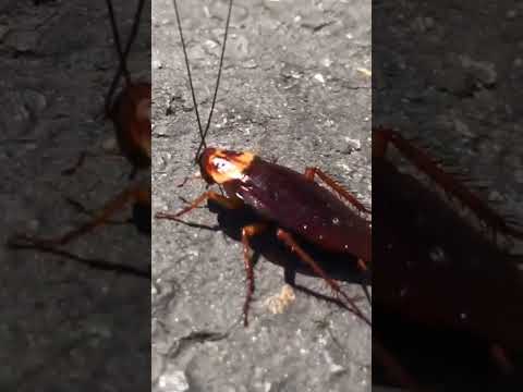 Быстрый и резкий - Американский таракан Periplaneta americana