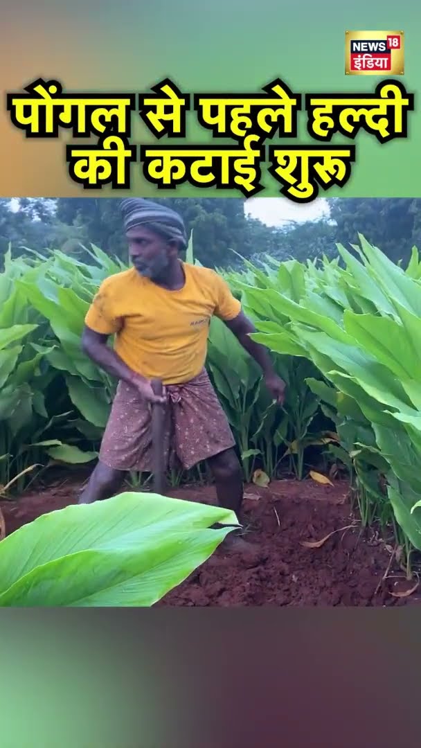 Tamil Nadu के थूथुकुडी में पोंगल से पहले हल्दी की कटाई शुरू | #shorts