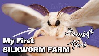 Raising a Silkworm farm! Bombyx Mori | CUTEST MOTH