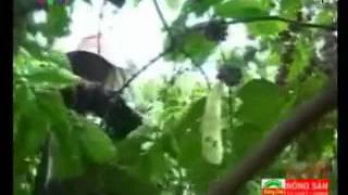 Xem Video Clip Tãy Nguyãªn Sáºn Xuáºt Cã  Phãª Sáºch Video Háºp Dáºn Video Hot Clip Vn