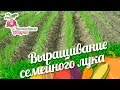 Выращивание семейного лука. Урожайные грядки