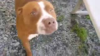Meet Harley A Terrier American Pit Bull Currently Available For Adoption 12272019 120702 Pm