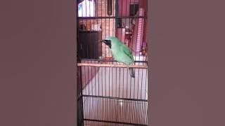 Cucak hijau juara nasional isian tengkek buto panjang